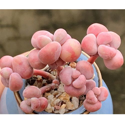 桃之卵是杂交品种？有何独特之处？-图1