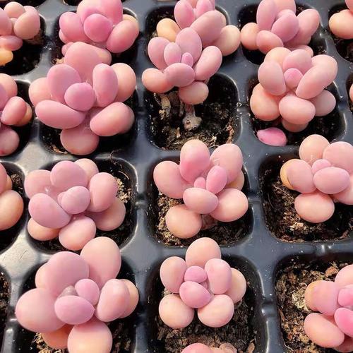 桃之卵是杂交品种？有何独特之处？-图2