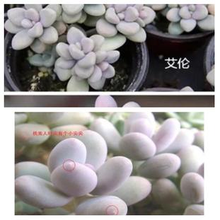 桃之卵是杂交品种？有何独特之处？-图3