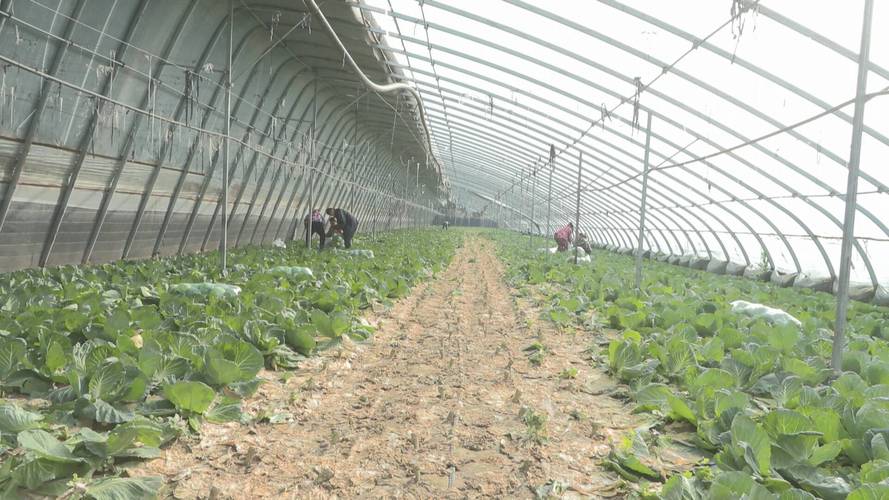 大棚甘蓝怎么种？技术要点有哪些？-图1