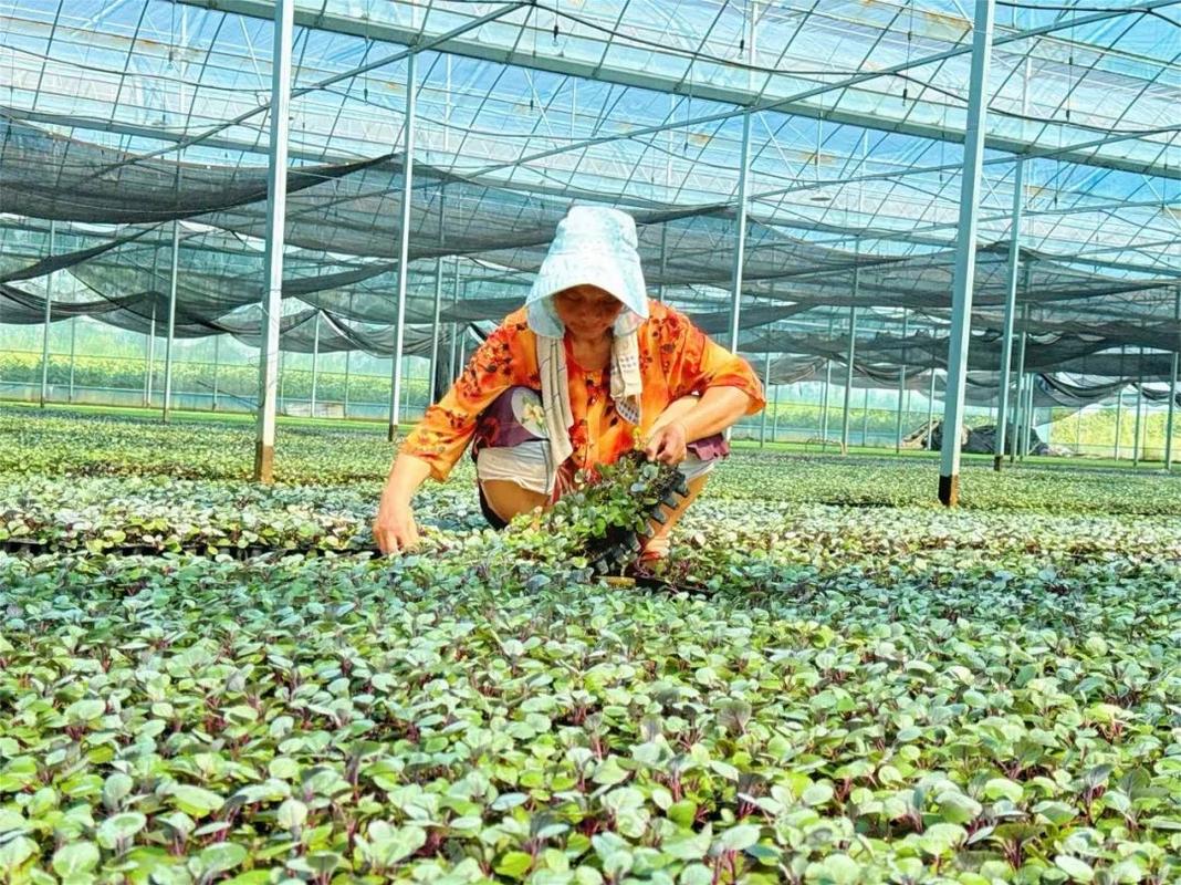 大棚甘蓝怎么种？技术要点有哪些？-图2