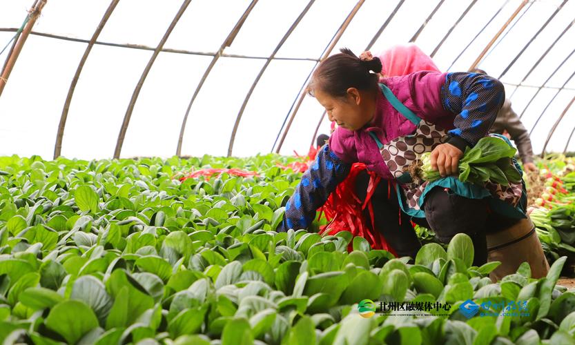 大棚甘蓝怎么种？技术要点有哪些？-图3