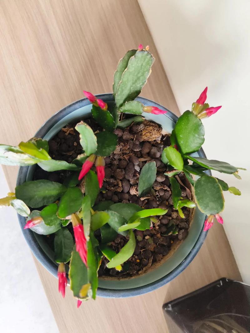 蟹爪莲品种图片视频有哪些？-图2