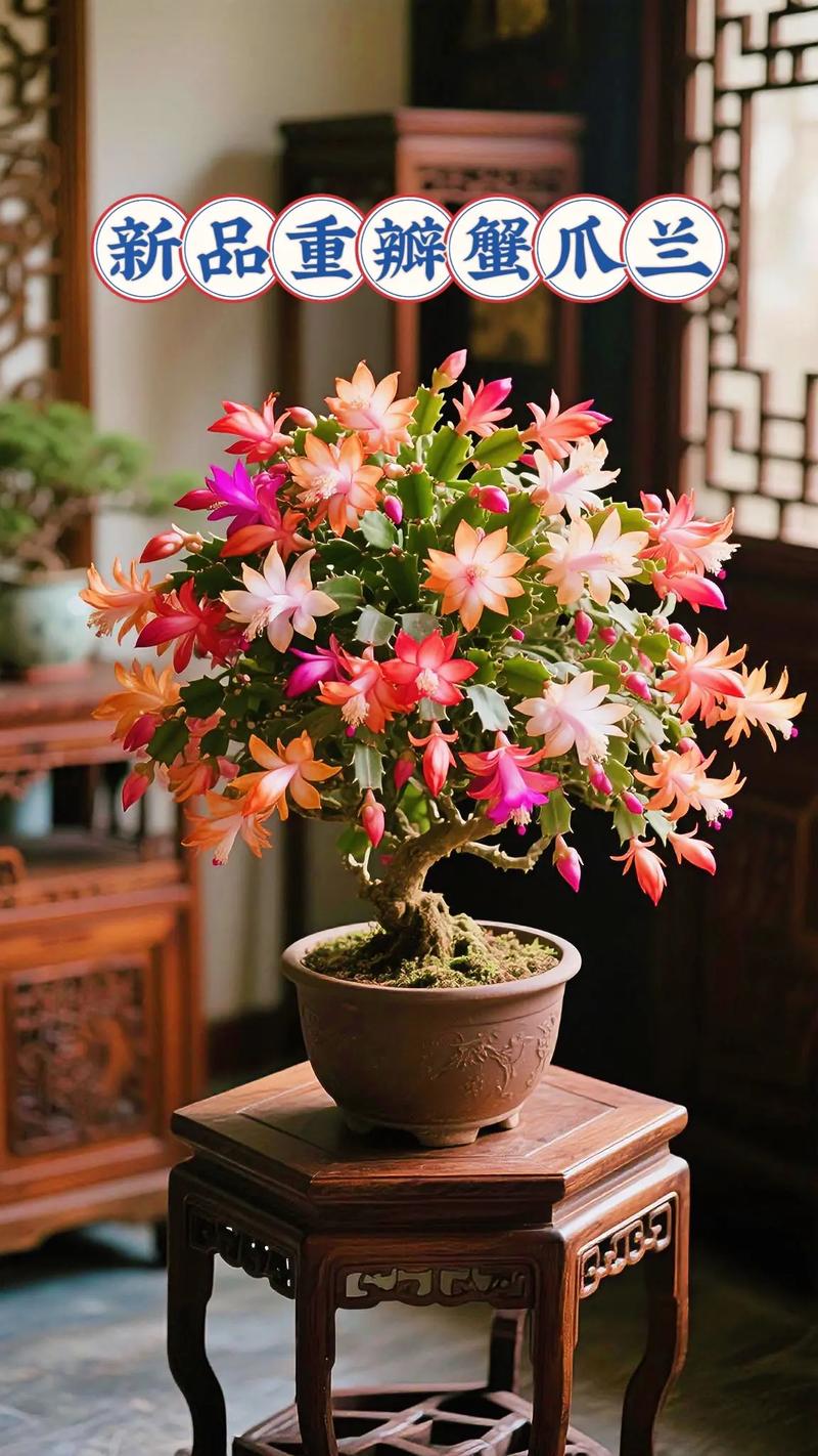 蟹爪莲品种图片视频有哪些？-图3