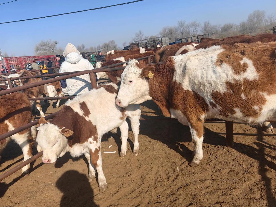 内蒙牛有哪些主要品种？-图2