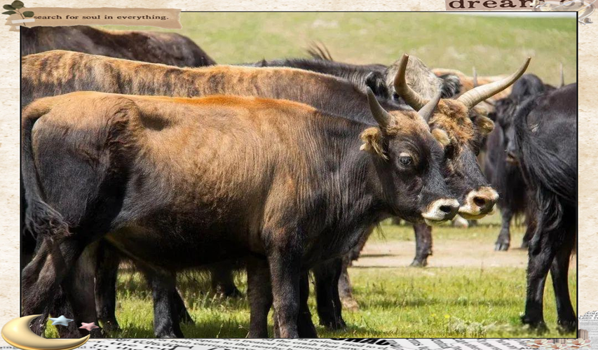 内蒙牛有哪些主要品种？-图3