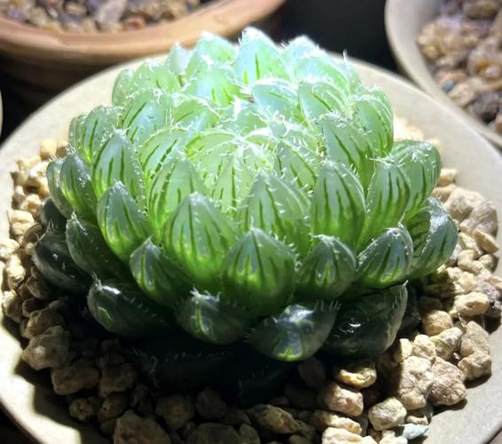 玉露里最高品种是哪个?-图1 玉露里最高品种是哪个?-图1