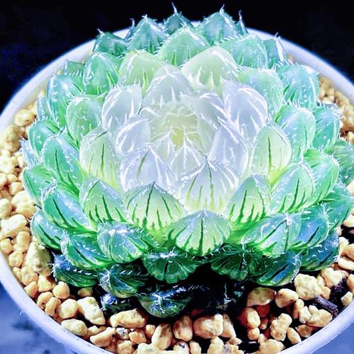 玉露里最高品种是哪个?-图2 玉露里最高品种是哪个?-图2