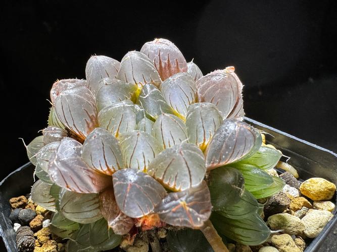 玉露里最高品种是哪个？-图3