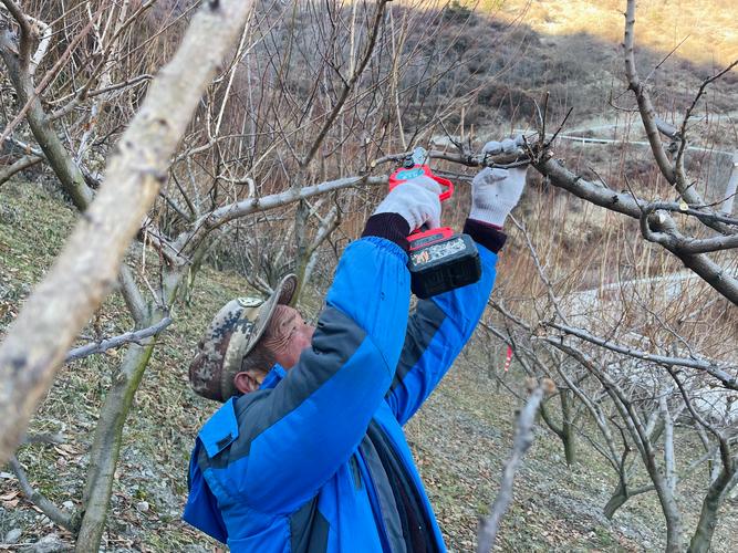 杏树冬剪怎么剪？关键技巧有哪些？-图2