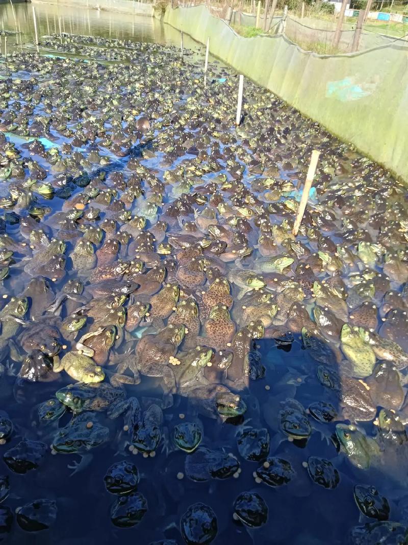 青蛙多层立体养殖技术如何高效实施？-图3