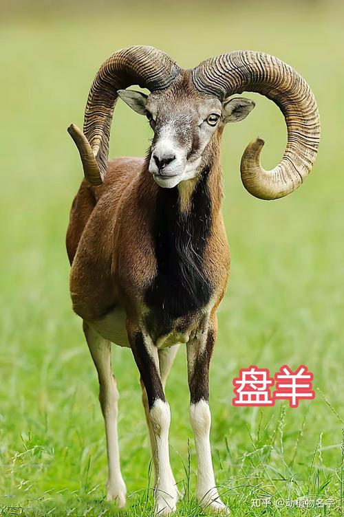 想看不同品种的羊图片吗?-图3 想看不同品种的羊图片吗?-图3