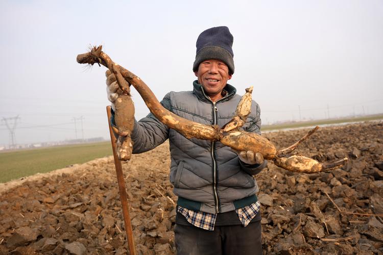 旱地莲藕怎么种？视频教你技术！-图1