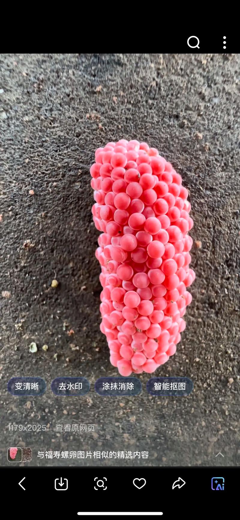 福寿螺价格多少钱一斤-图1