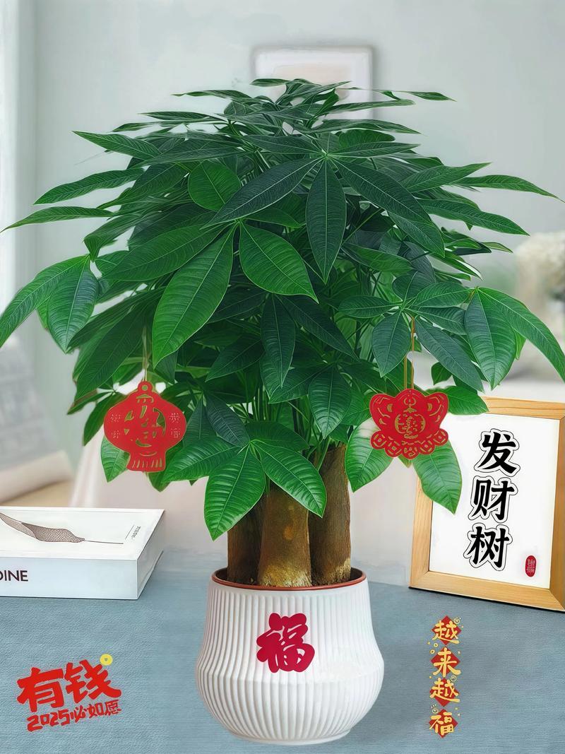 发财树常见品种有哪些?-图1 发财树常见品种有哪些?-图1