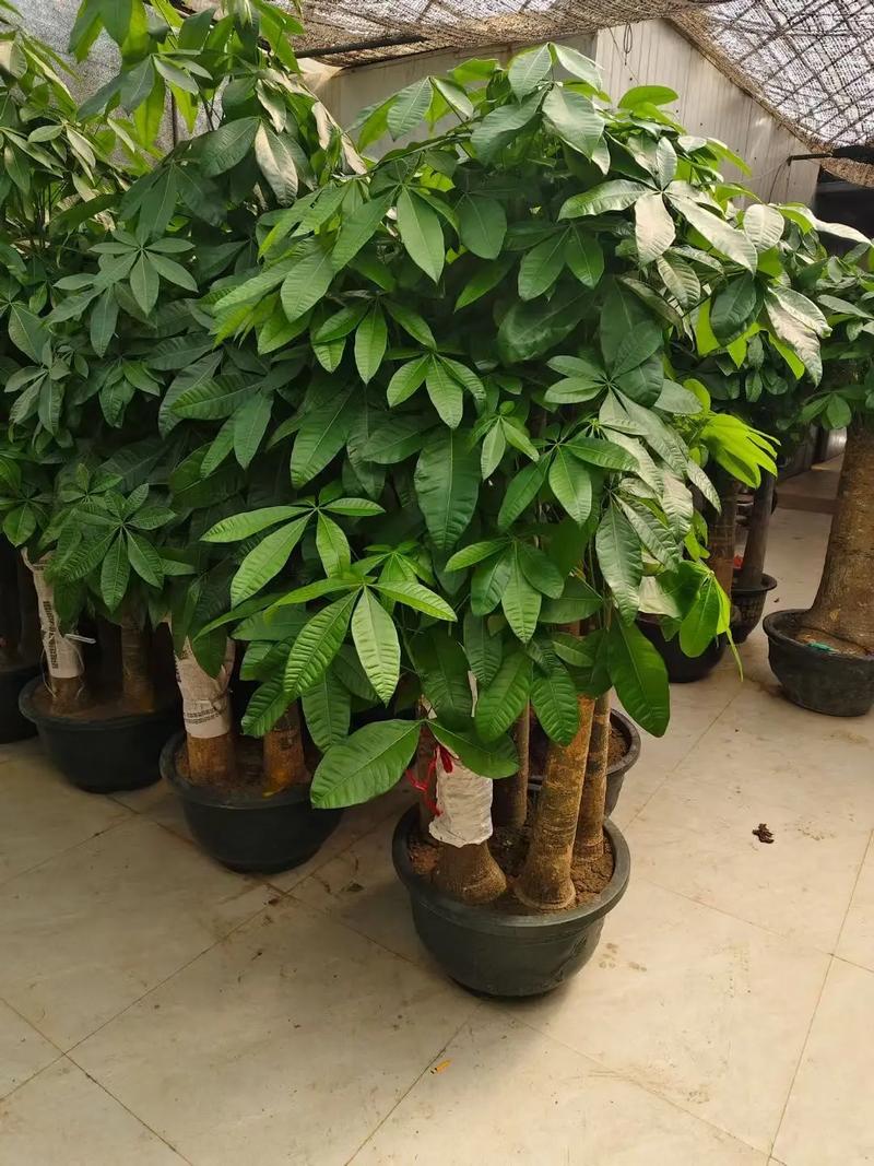 发财树常见品种有哪些?-图3 发财树常见品种有哪些?-图3