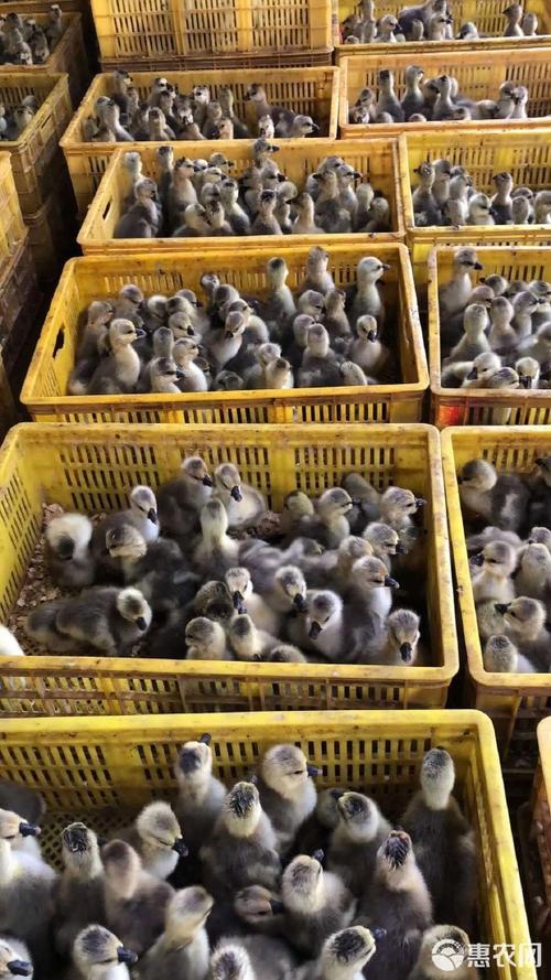 湛江鹅苗批发价多少钱一只？-图2