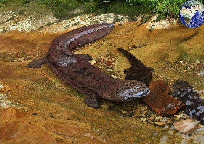 今年娃娃鱼市场价格多少钱一斤?-图1 今年娃娃鱼市场价格多少钱一斤?-图1