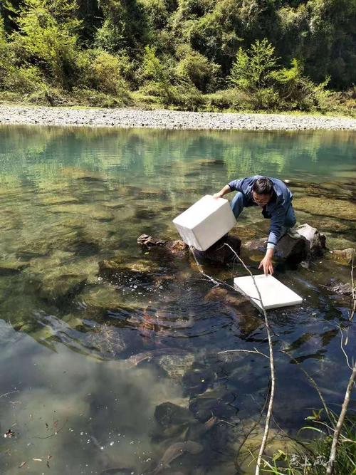 今年娃娃鱼市场价格多少钱一斤?-图3 今年娃娃鱼市场价格多少钱一斤?-图3