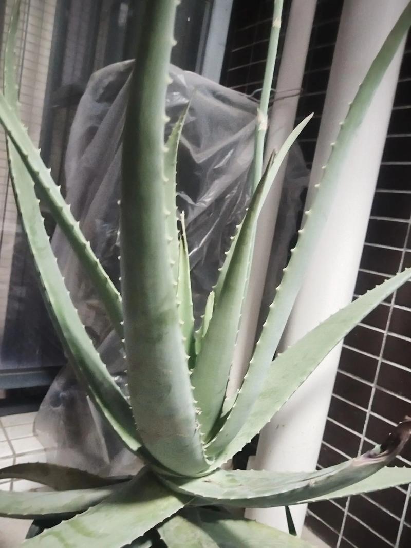 哪些芦品种不可食用?-图1 哪些芦品种不可食用?-图1