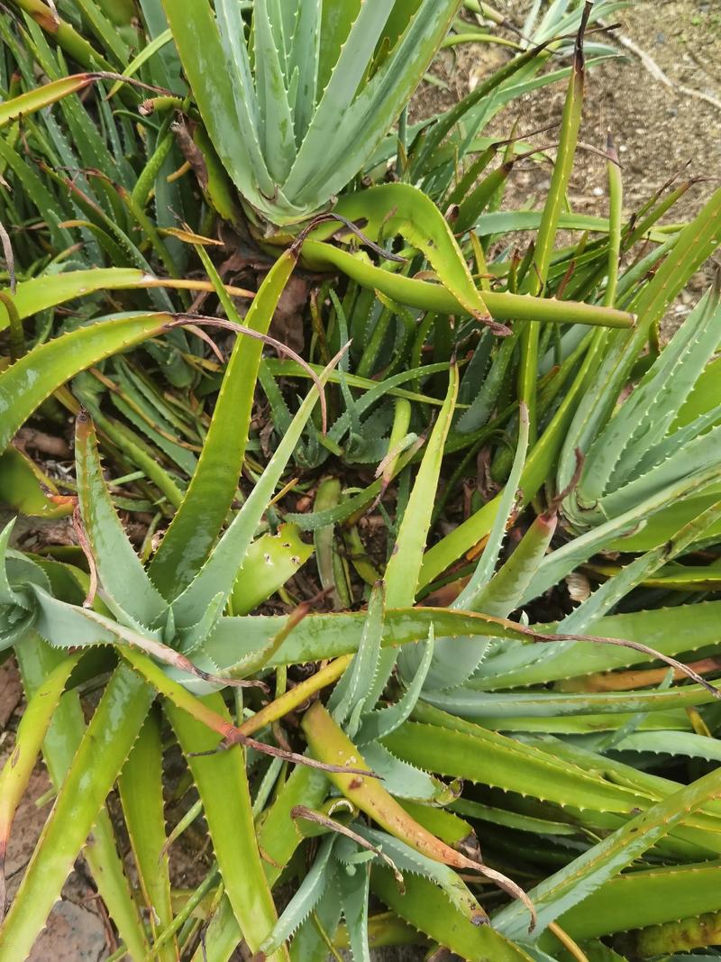 哪些芦品种不可食用?-图2 哪些芦品种不可食用?-图2