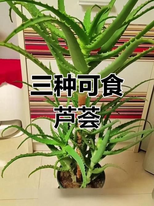 哪些芦品种不可食用?-图3 哪些芦品种不可食用?-图3