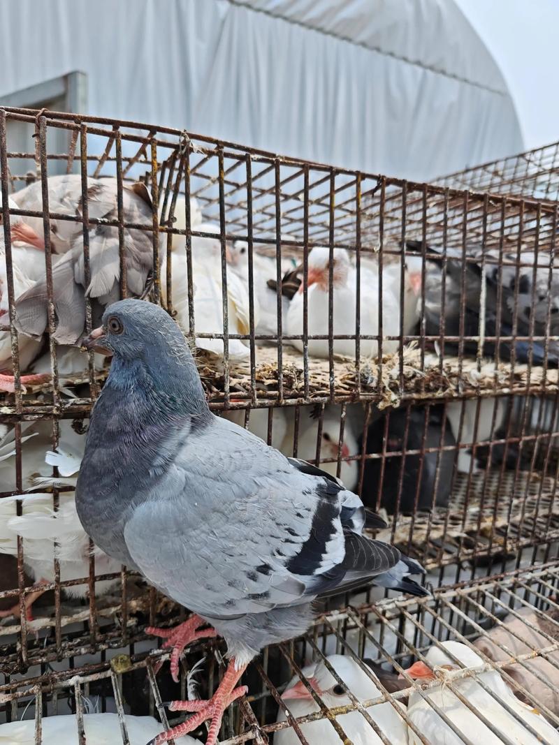 鸽子养殖技术视频,新手如何快速入门?-图1 鸽子养殖技术视频,新手如何快速入门?-图1