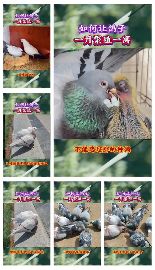 鸽子养殖技术视频,新手如何快速入门?-图2 鸽子养殖技术视频,新手如何快速入门?-图2