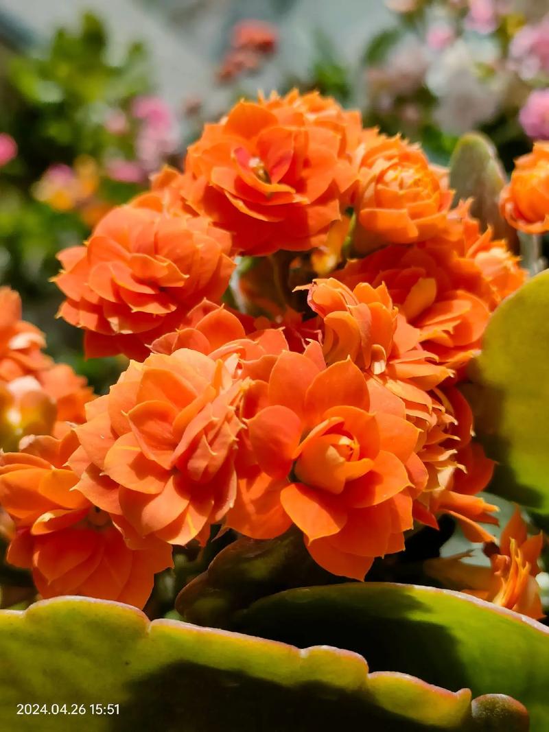 橙色长寿花的花语究竟是什么呢?-图1 橙色长寿花的花语究竟是什么呢?-图1