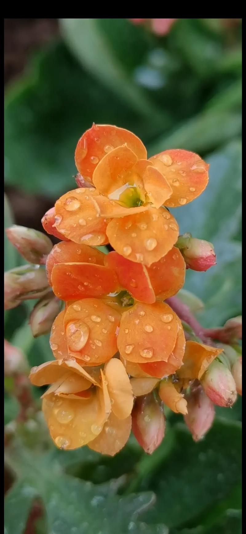 橙色长寿花的花语究竟是什么呢?-图2 橙色长寿花的花语究竟是什么呢?-图2