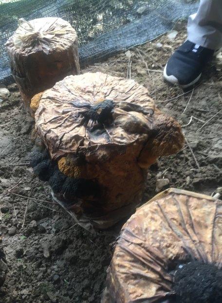 千岛湖王建功桑黄价格多少？-图2