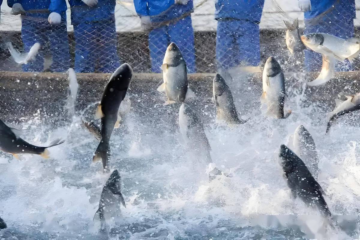 如何高效养殖水产珍贵品种？-图1