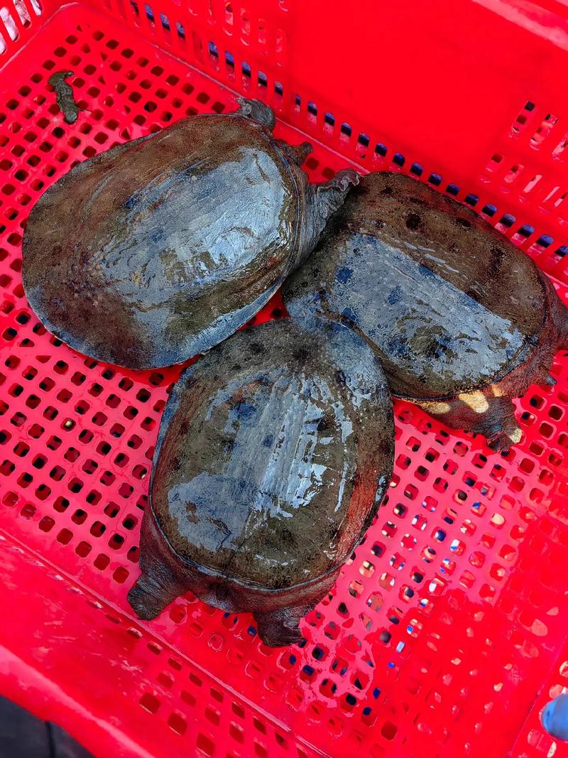 如何高效养殖水产珍贵品种？-图2