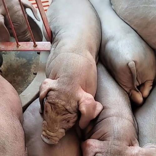 母猪选种什么品种好?-图2 母猪选种什么品种好?-图2