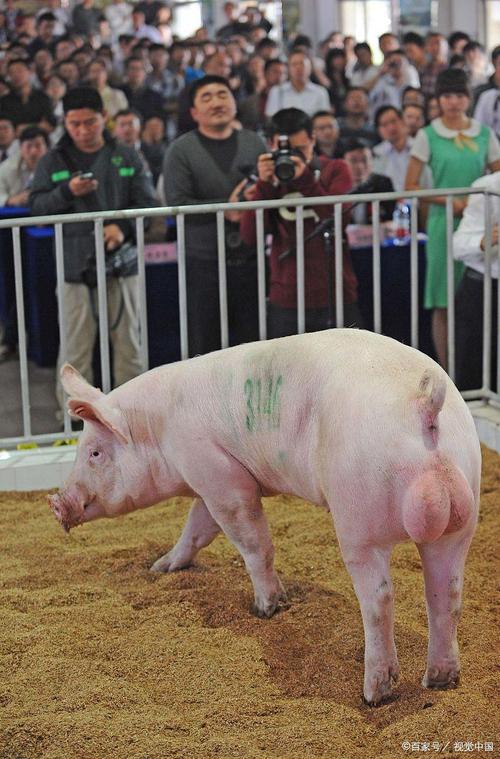 母猪选种什么品种好?-图3 母猪选种什么品种好?-图3