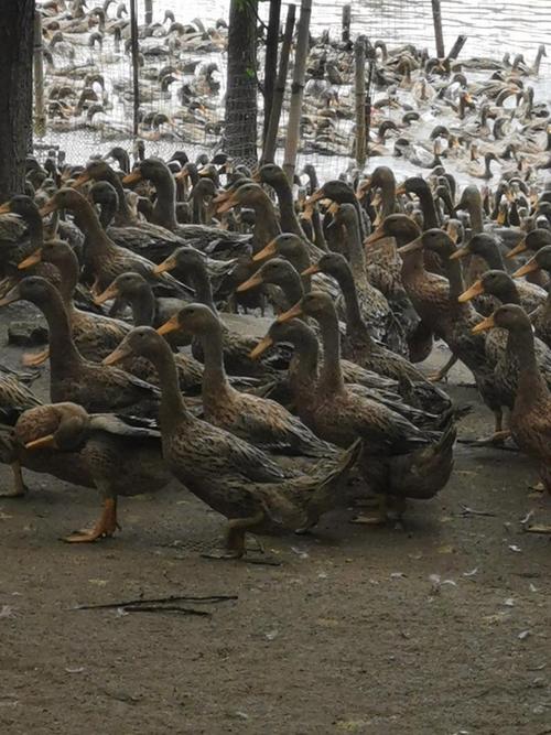 养殖蛋鸭品种选哪种好？-图1