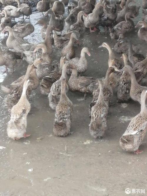 养殖蛋鸭品种选哪种好？-图2