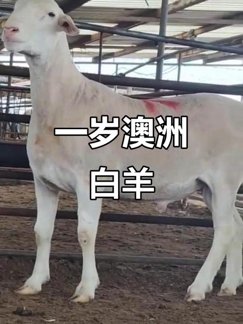 澳洲羊主要是什么品种?-图1 澳洲羊主要是什么品种?-图1