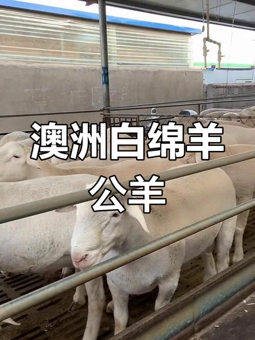 澳洲羊主要是什么品种?-图2 澳洲羊主要是什么品种?-图2