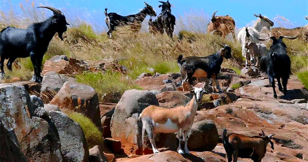 澳洲羊主要是什么品种？-图3