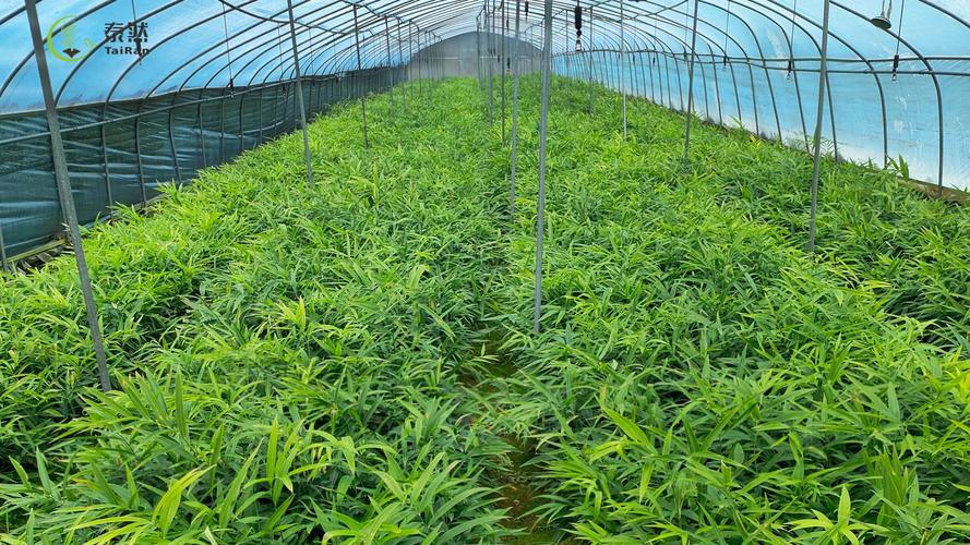 林下黄精种植技术视频怎么学？-图1