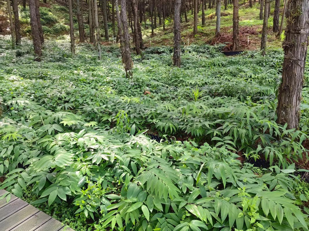 林下黄精种植技术视频怎么学？-图3