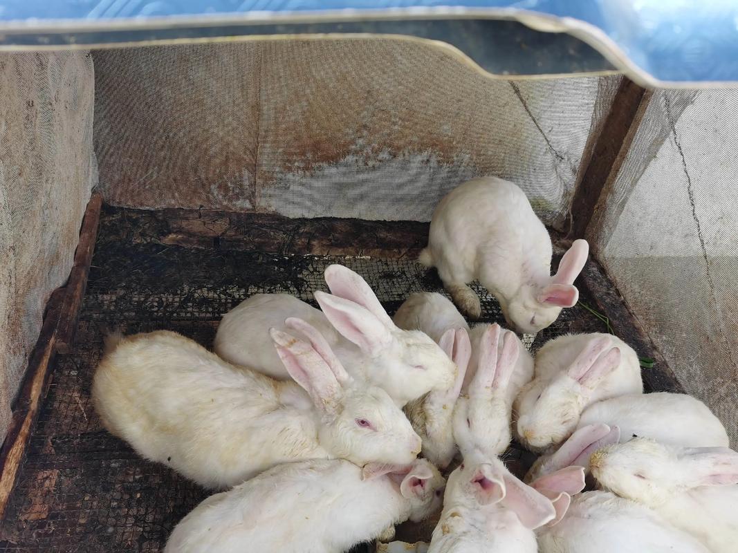 散养兔子选什么品种好？-图2