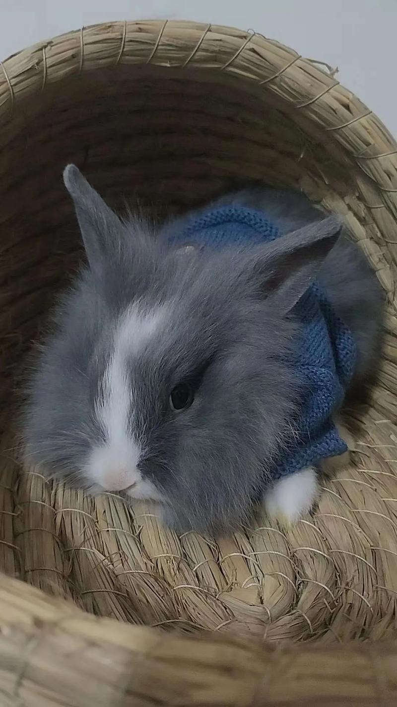 散养兔子选什么品种好？-图3