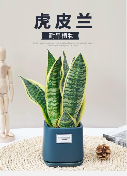 金边虎尾兰有哪些常见品种？-图2