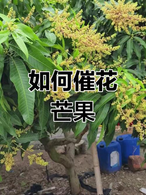 芒果花期管理有哪些技术要点?-图2 芒果花期管理有哪些技术要点?-图2