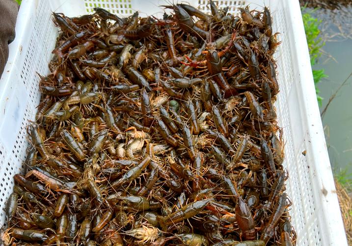 稻田龙虾养殖技术视频怎么学?-图2 稻田龙虾养殖技术视频怎么学?-图2