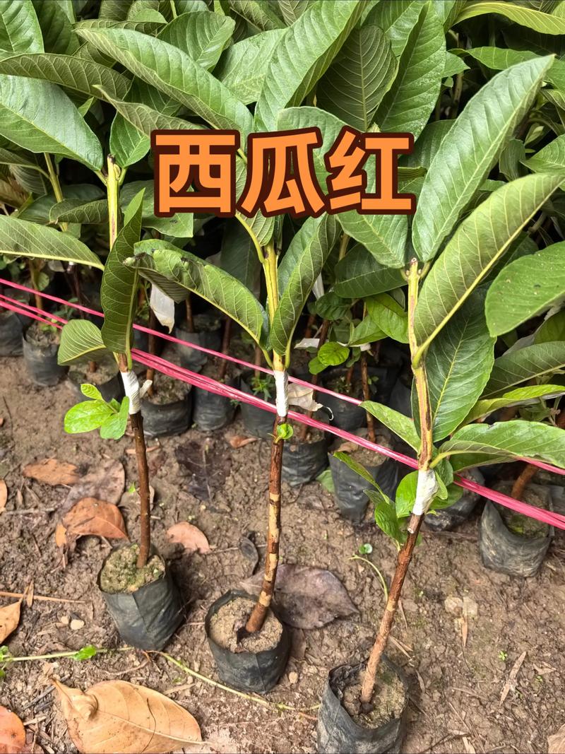 西瓜芭乐怎么种好？管理技术要点有哪些？-图2