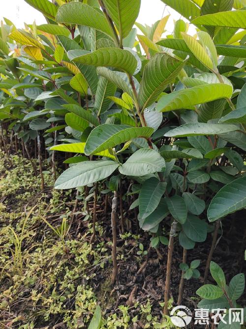 西瓜芭乐怎么种好？管理技术要点有哪些？-图3