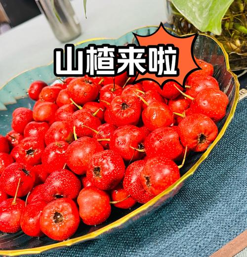 哪种山楂适合做加工?-图3 哪种山楂适合做加工?-图3